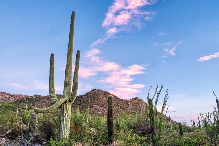 De Phoenix Saguaro Tombstone et Bisbee Excursion d'une journée partagée