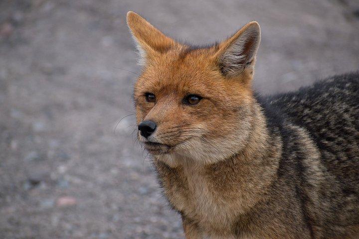 キトからバニョスまでの送迎付きコトパクシ島ガイドツアー