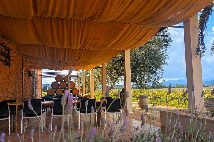 Private Wine and Local Flavors Tour from Palma de Mallorca