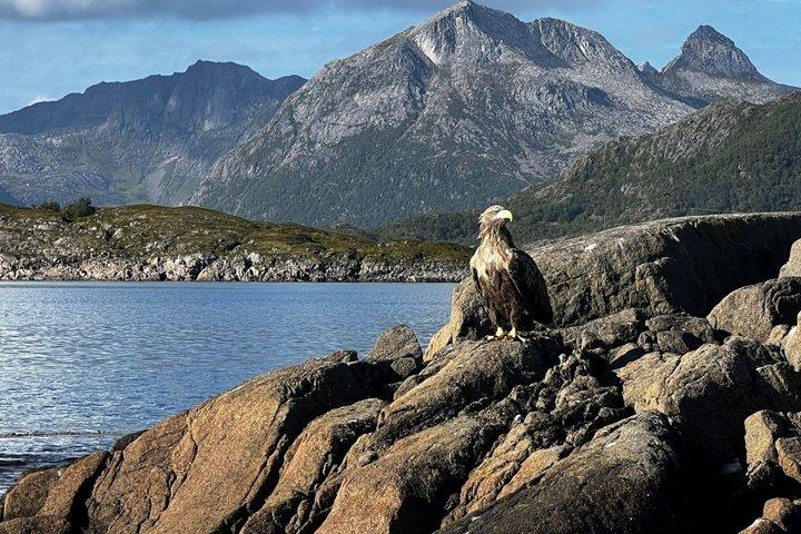 Excursión en tierra de Lofoten desde Leknes: Reine, Hamnøy & Å
