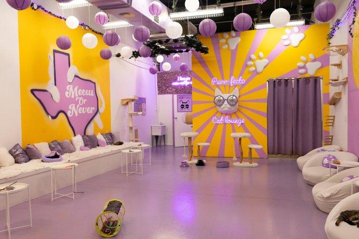 Ultimate cat experience at Austin's cat cafe