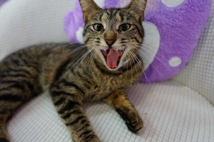 Ultimate cat experience at Austin's cat cafe