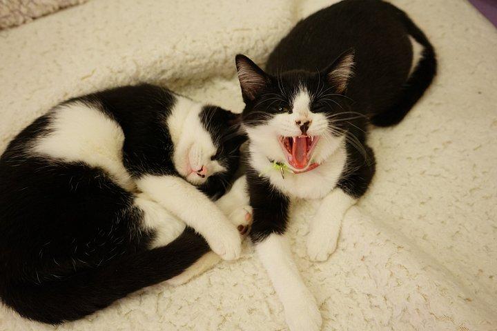 Ultimate cat experience at Austin's cat cafe