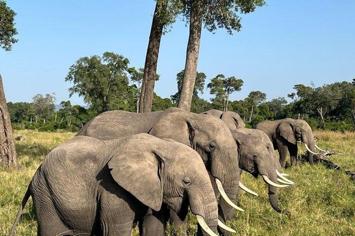 Dagtour naar Amboseli National Park en Maasai Village