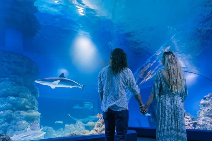 Cairns Aquarium by Twilight Tour and 3-Course Dinner