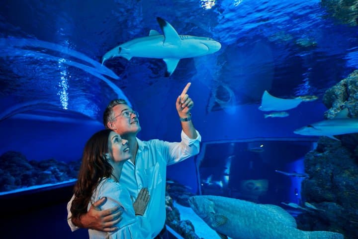Cairns Aquarium by Twilight Tour