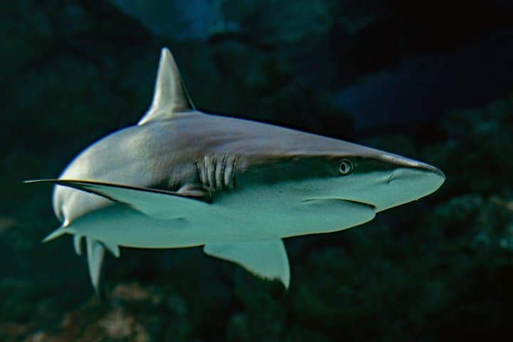 Cairns Aquarium by Twilight Tour