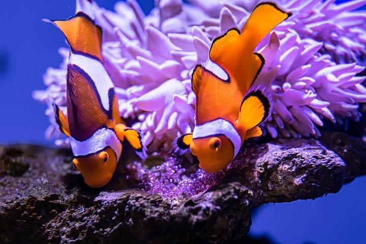 ケアンズ水族館入館券