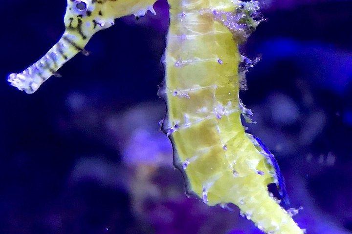 ケアンズ水族館入館券