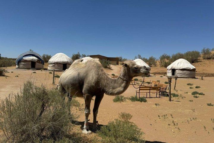 サマルカンドまたはブハラからのヌラタ山とキジル クム砂漠 3 日間ツアー