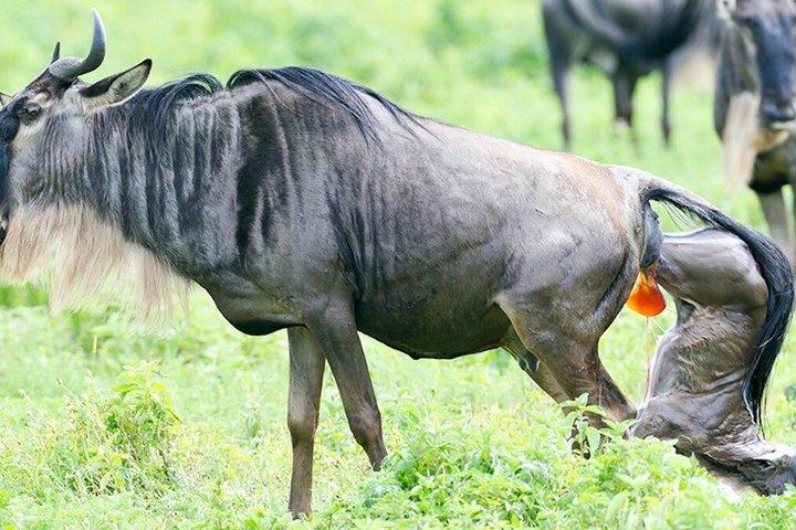 Safari africano Big 5 y vacaciones en la playa de Zanzíbar
