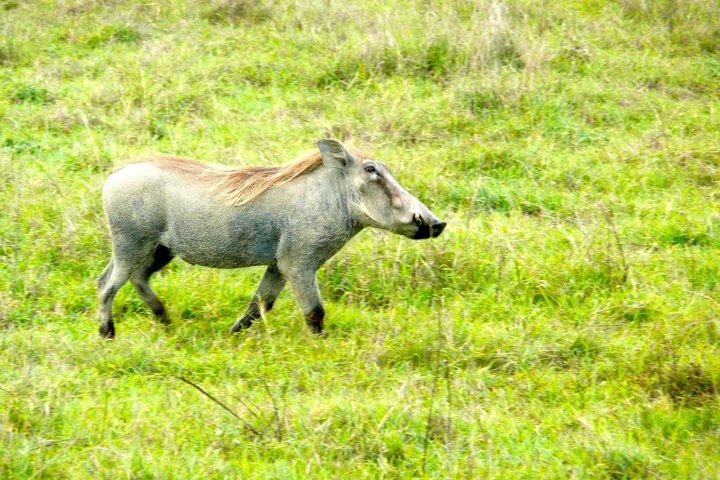 Parque Nacional de Arusha con Safari a pie