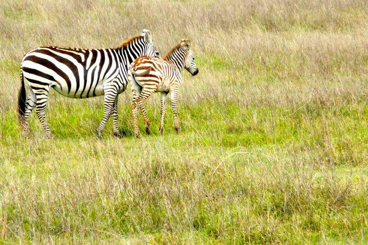 Heldagstur i Arusha nationalpark med vandringssafari
