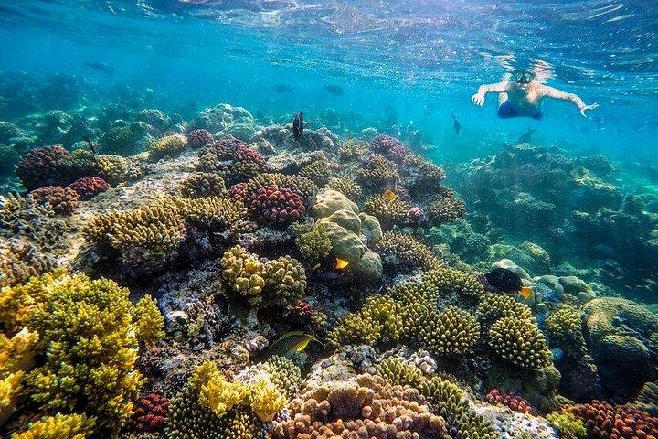 イルカハウスシュノーケリングアドベンチャー（フルガダ島ランチ付き）