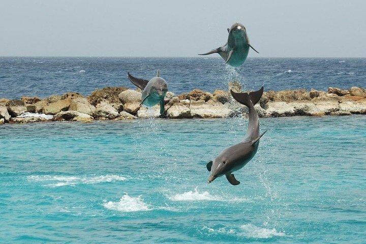 Dolphin House Snorkeling Adventure com almoço em Hurghada