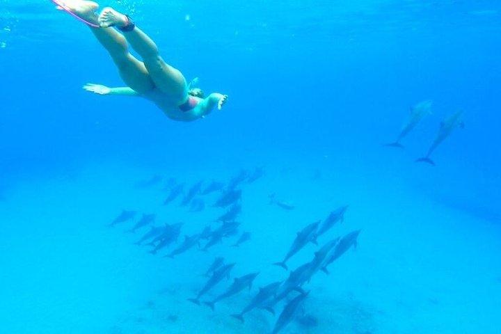 イルカハウスシュノーケリングアドベンチャー（フルガダ島ランチ付き）