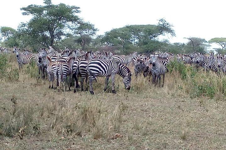 4-Day Tanzania Camping Safari