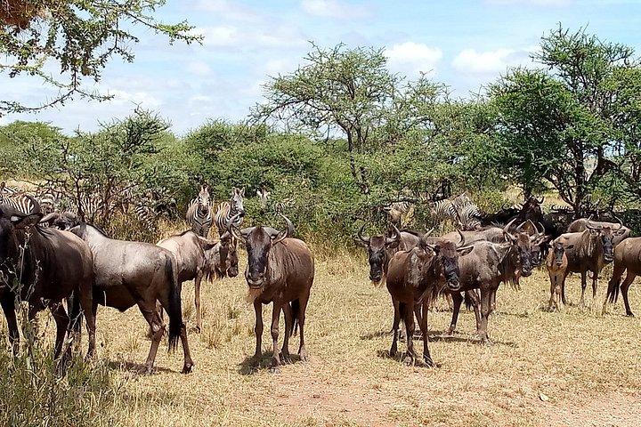 4-Day Tanzania Camping Safari