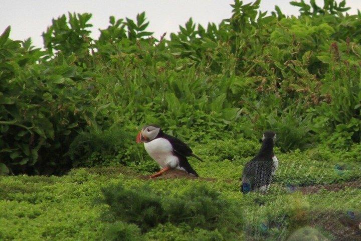 Puffin Express 1-Hour Close Encounter from Reykjavik