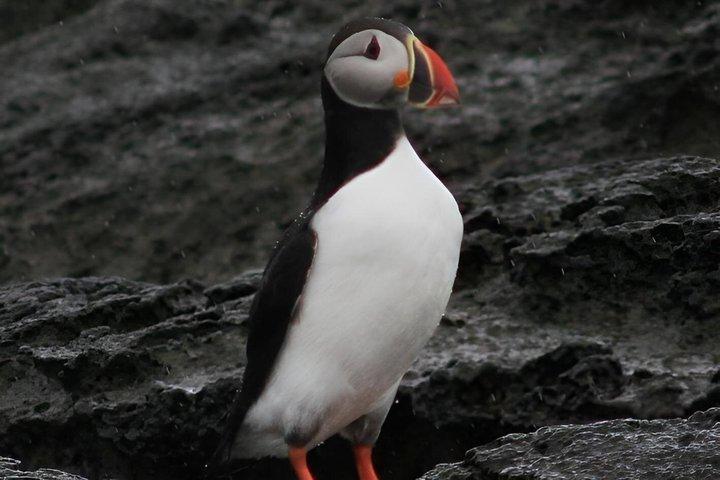 Puffin Express 1-Hour Close Encounter from Reykjavik