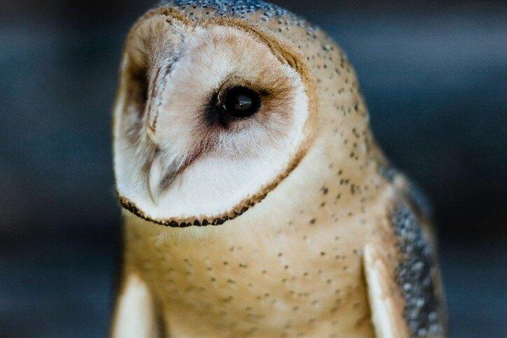 Falconry Experiences with Live Birds of Prey em Ellicottville, NY