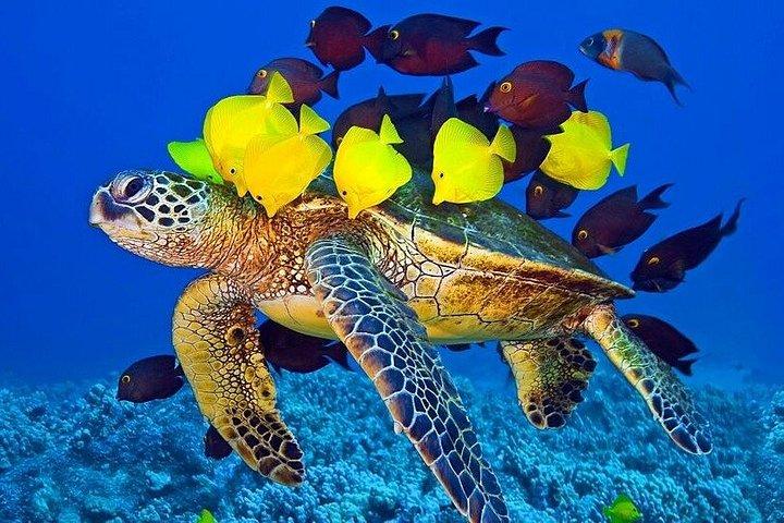 フラ・フラ島への豪華クルーズ（シュノーケリング・デイ・フルガダ付き）