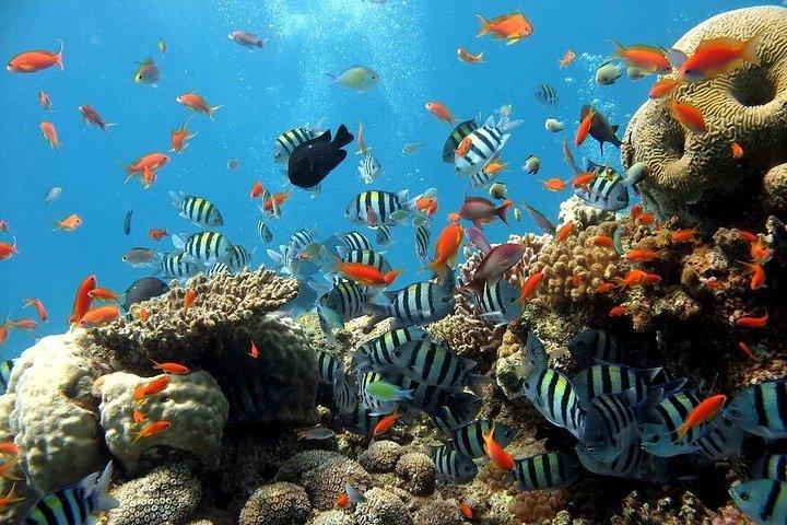 フラ・フラ島への豪華クルーズ（シュノーケリング・デイ・フルガダ付き）