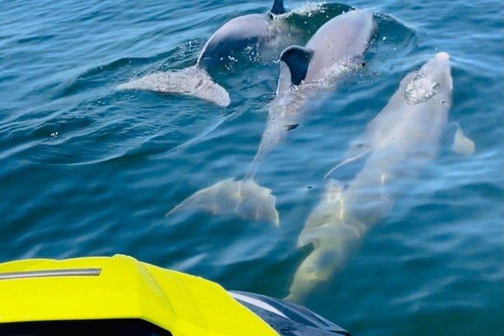 2-timers Shell Island Jet Ski delfin tur