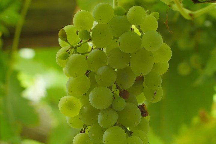 Prost Sorrent Private Wanderung und Weinprobe