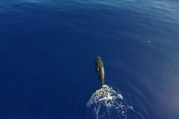 Unique whale watching experience in Mauritius