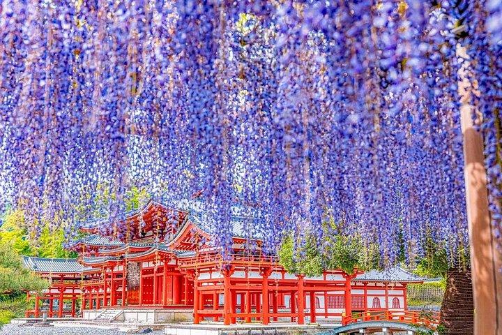 奈良鹿公園、東大寺、宇治抹茶＆温泉日帰りツアー