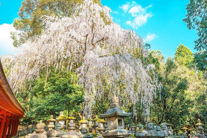 奈良鹿公園、東大寺、宇治抹茶＆温泉日帰りツアー