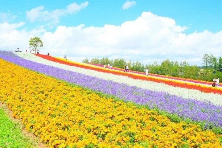 富良野美瑛青池と四季彩の丘日帰りツアー