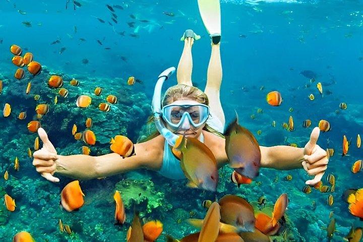 Zanzibar Mnemba Island Snorkeling e avventura di osservazione dei delfini