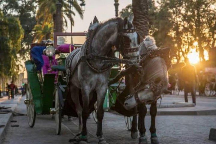 Marrakech! 1 hour traditional horse - drawn carriage tour
