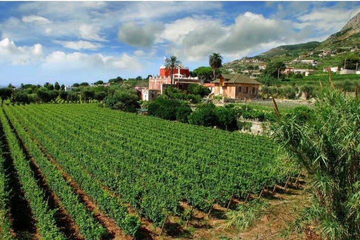 Ischia Tour of the island with Wine Tasting in a Typical Cellar