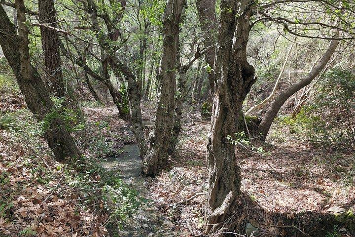 Troodos Mountains Jeep Tour with Wine Tasting