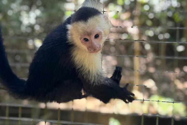 Crazy Clem Sloths, Monkeys & Island Adventure With a local guide
