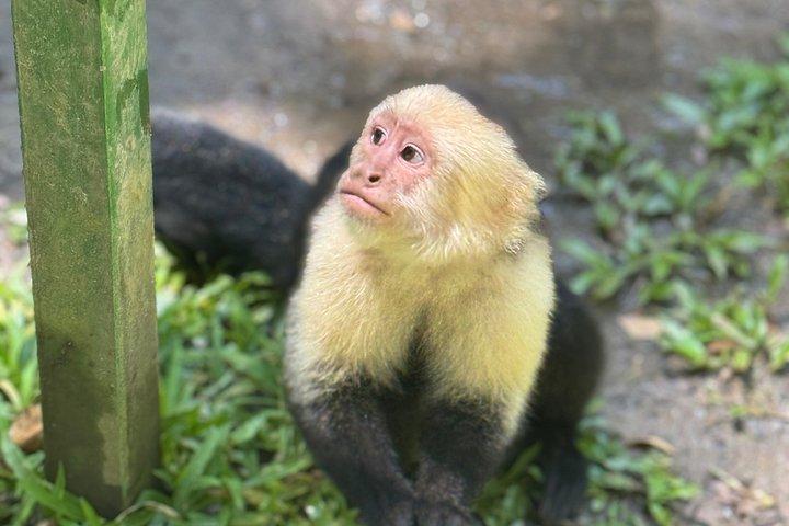 Crazy Clem Sloths, Monkeys & Island Adventure With a local guide