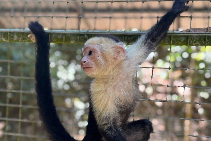 Crazy Clem Sloths, Monkeys & Island Adventure With a local guide