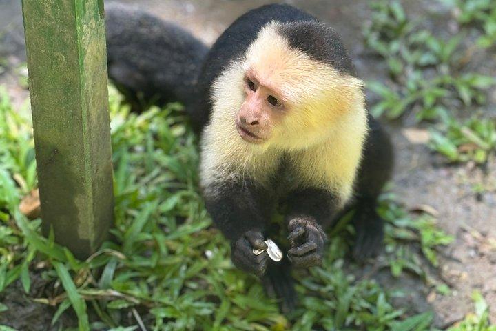 Crazy Clem Sloths, Monkeys & Island Adventure With a local guide