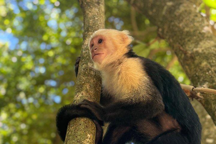 Crazy Clem Sloths, Monkeys & Island Adventure With a local guide