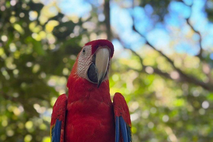 Crazy Clem Sloths, Monkeys & Island Adventure With a local guide