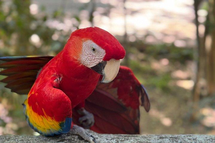 Crazy Clem Sloths, Monkeys & Island Adventure With a local guide