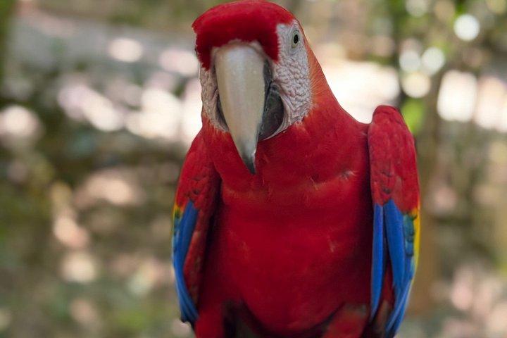 Crazy Clem Sloths, Monkeys & Island Adventure With a local guide