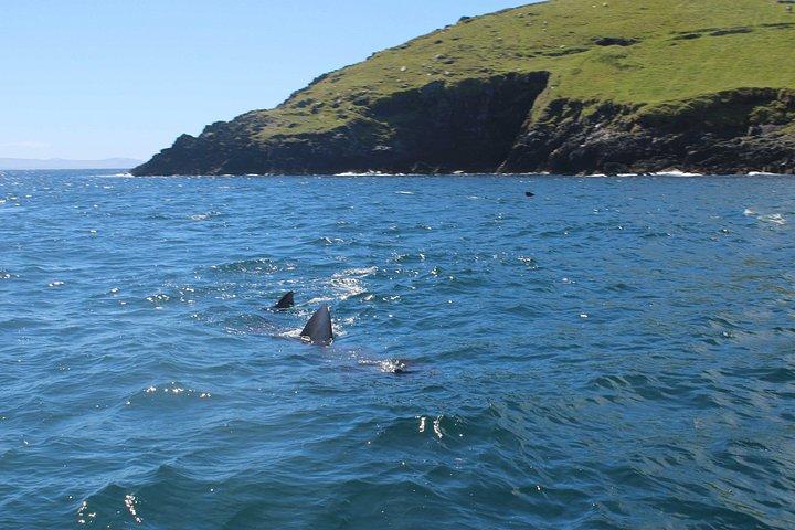 Aventuras en la manta de delfines Dingle