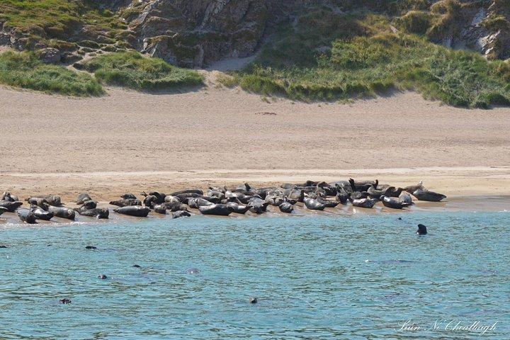 Aventuras en la manta de delfines Dingle
