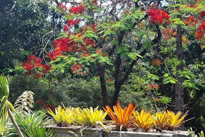 Landscape Experience in Rio: Inspired by Roberto Burle Marx