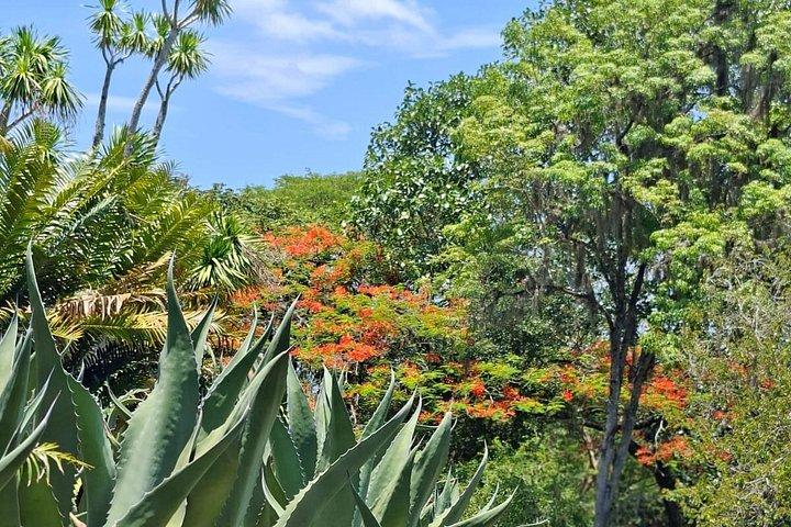 Landscape Experience in Rio: Inspired by Roberto Burle Marx
