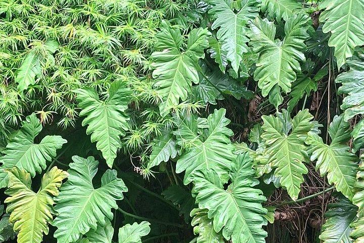 Landscape Experience in Rio: Inspired by Roberto Burle Marx